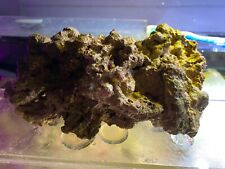 real reef rock for sale  Kissimmee
