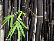 Phyllostachys nigra (Black Bamboo) - 20 Fresh plant seeds for sale  Shipping to South Africa