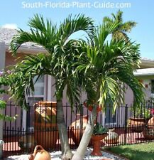 decorative palms tree for sale  Merritt Island
