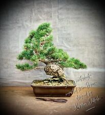 Pinus parviflora pentaphylla gebraucht kaufen  Golßen