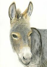Donkey coloured pencil for sale  YEOVIL