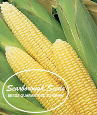 Scarborough seeds corn for sale  San Diego