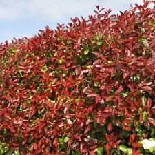 Red robin hedging for sale  UK
