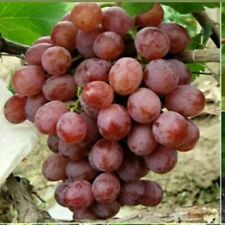 Semillas de uva Vitis Vinifera deliciosas semillas orgánicas de fruta fresca - vendedor del Reino Unido segunda mano  Embacar hacia Argentina