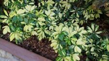 Arboricola variegated scheffle for sale  USA