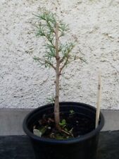 pre bonsai d'occasion  Blagnac