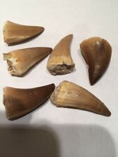 Dinosaur tooth fossil for sale  BLYTH