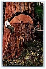 c1910's Giant Fir Tree Cutting Trees Down By Edward Mitchell Antique Postcard for sale  Shipping to South Africa