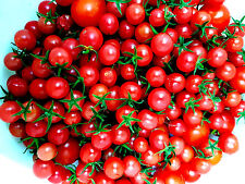 Tomate zuckertomate topf gebraucht kaufen  Muldestausee