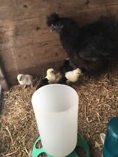 Silkie bantam hatching for sale  FRASERBURGH