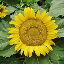 Sunflower yellow pygmy for sale  SALISBURY