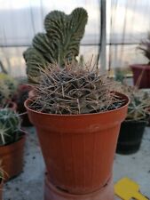 Gymnocalycium gibbosum f. longispinum Pot 14CM Very Robust Plant Cultivated..., used for sale  Shipping to South Africa