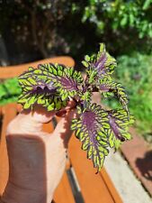 Coleus rodeo drive for sale  MANCHESTER