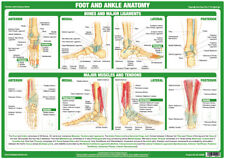 Foot ankle anatomy for sale  BURTON-ON-TRENT