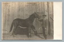 Black horse handler for sale  Washington