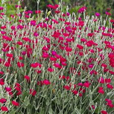 Rose campion large for sale  NANTWICH