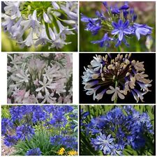 30x mixed agapanthus for sale  MEXBOROUGH