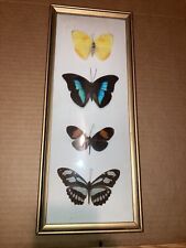 Butterfly collection set for sale  Mertztown