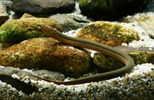 Live swamp loach for sale  Buffalo