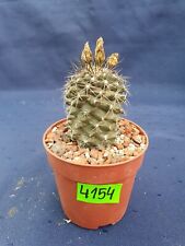 Copiapoa malycula 4154p, used for sale  Shipping to South Africa