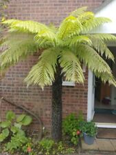 large fern for sale  NEW MILTON