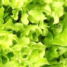 Salad bowl lettuce for sale  Minneapolis