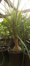 Ponytail palm gallon for sale  Fountain