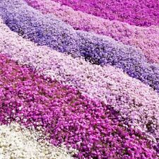 Creeping phlox collection for sale  LONDON