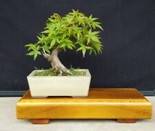Bonsai tree display for sale  CARDIFF