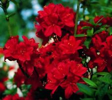 Rhododendron luteum azalea gebraucht kaufen  Basedow, Güizow, Lütau