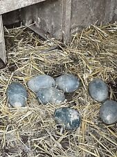 emu eggs for sale  BLANDFORD FORUM
