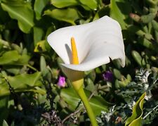 White calla lily for sale  Rock Island