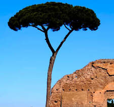 Pinus pinea pino usato  Napoli