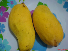 Indian pakstani mango for sale  Apopka