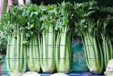 Celery utah organic for sale  SALISBURY