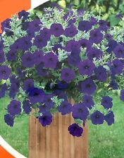 Blue trailing petunia for sale  LOUGHTON