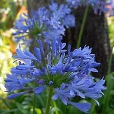 Blue agapanthus perennial for sale  Shipping to Ireland