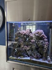 Large marine fish for sale  WALLSEND