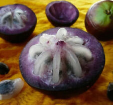 Star Apple - Chrysophyllum cainito for sale  Shipping to South Africa