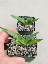 Aloe rubroviolacia rare for sale  Carlsbad