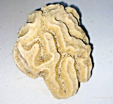 Natural brain coral for sale  Louisville