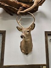 Taxidermy buck point for sale  Harshaw