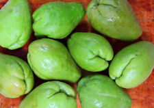 Chayote squash seeds for sale  Spring City