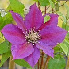 Suttons clematis picardy for sale  PAIGNTON