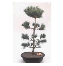 Japanese white pine for sale  Patchogue