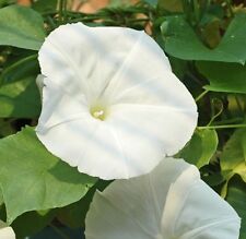 Ipomoea morning glory for sale  SOUTHEND-ON-SEA