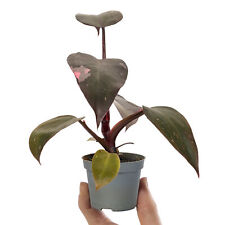 Baby philodendron pink for sale  UK