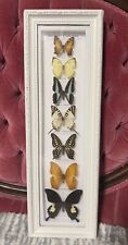Framed butterfly taxidermy for sale  Lannon