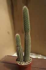 Weaverocereus albus cacti for sale  Shipping to Ireland