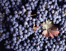 Vitis vinifera cabernet for sale  Walterboro